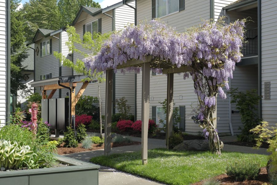 Wisteria pergola in the Samara courtyard